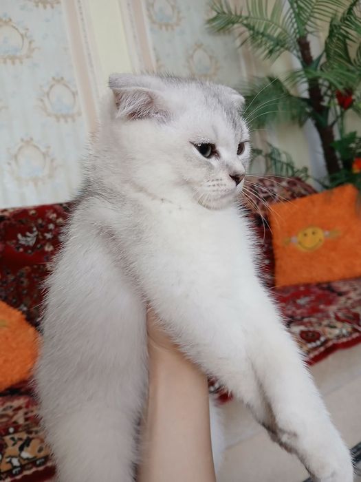 тозза пародали 3 ойлик