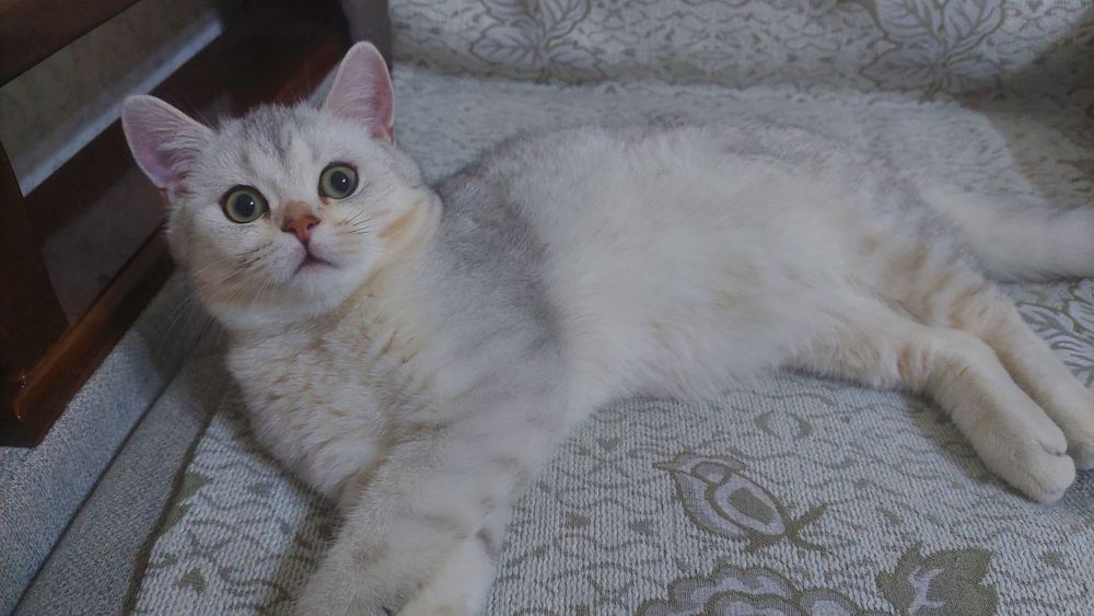 СРОЧНО! Продаётся Котёнок Кремово-Серебристая Британская Шиншилла