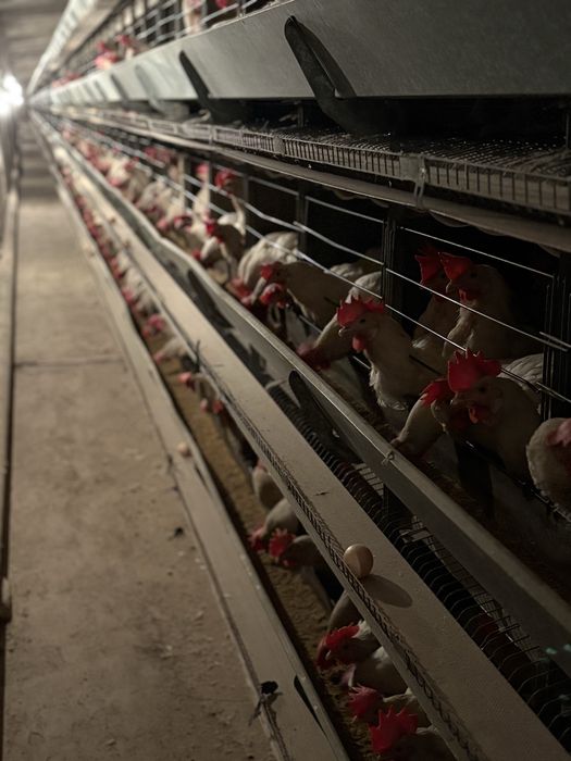 Несушка корал и уайт