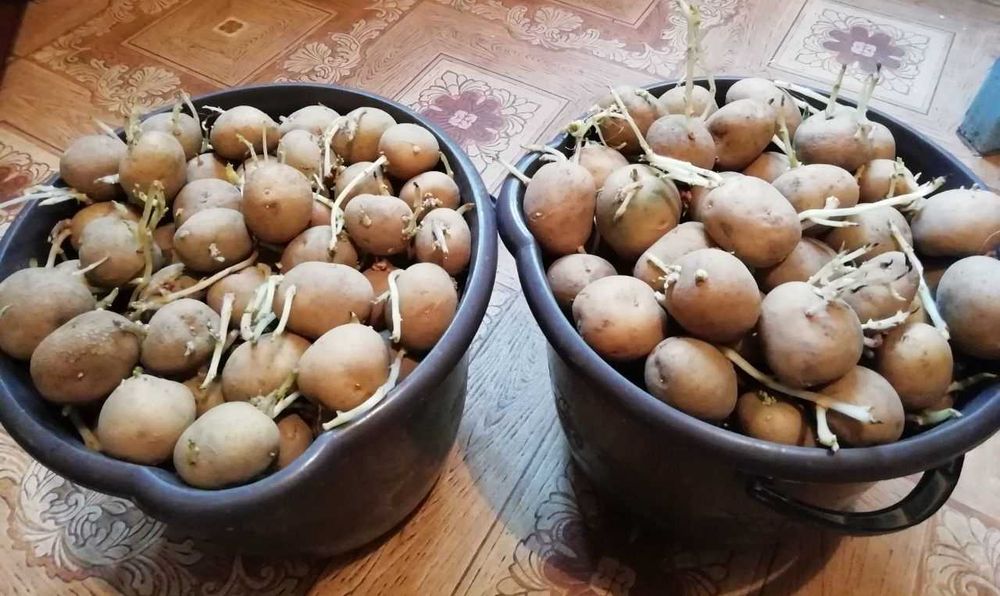 Продам семенной картофель