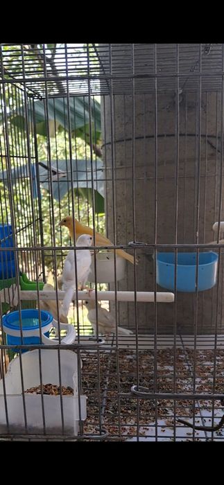 Канарейкалар сотилади