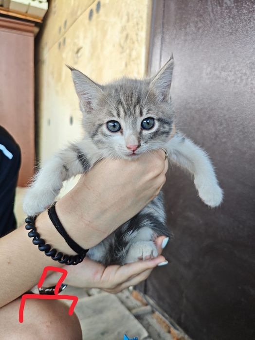 Отдам котят в хорошие руки