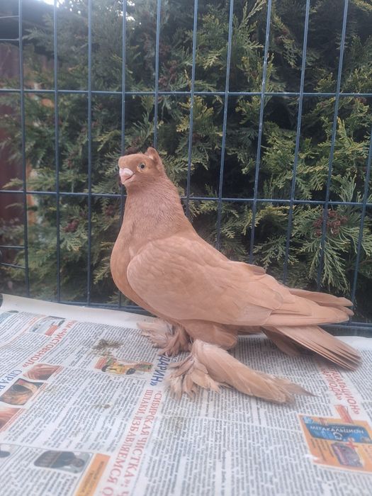 Продам жёлтую самку