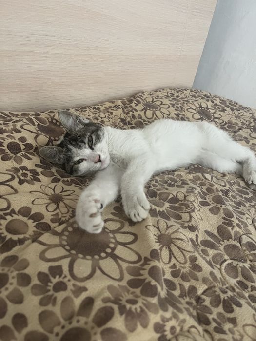 отдаю котенка девочку в хорошие руки