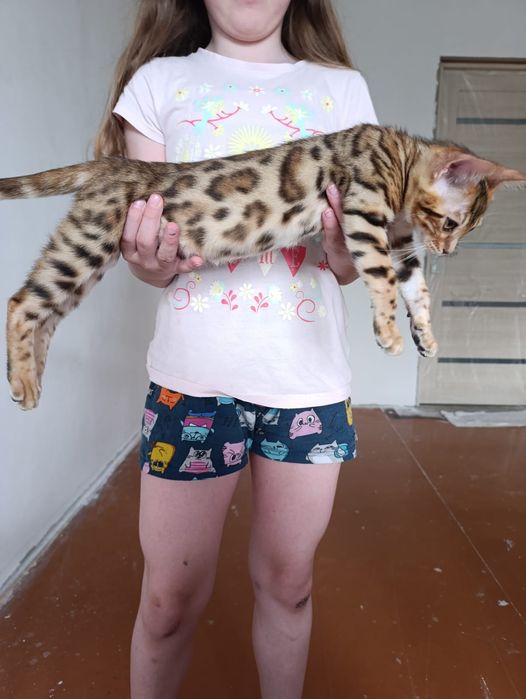 Продам котенка бенгала