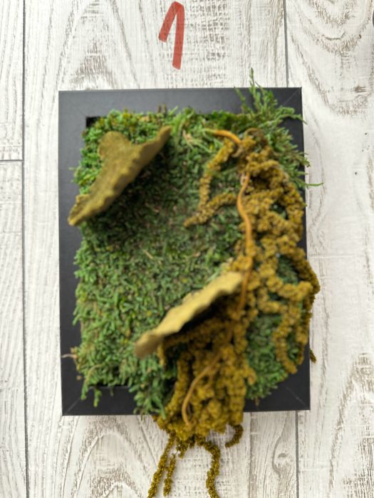 Tablouri licheni noi 3bucati