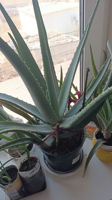 Алоэ. Лекарственное растение.