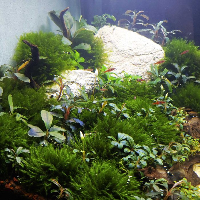 Plante acvariu Bucephalandra / Coral Moss / Muschi Fissidens Fontanus