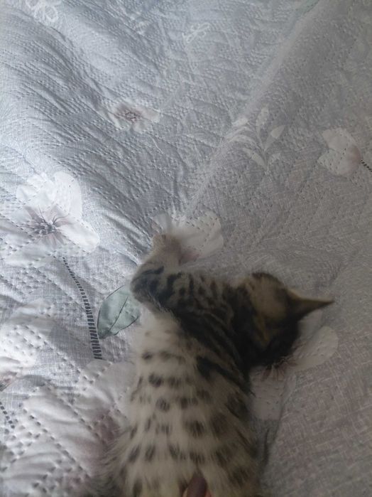 Котята,  1,5 месяца, мальчики, отдам даром