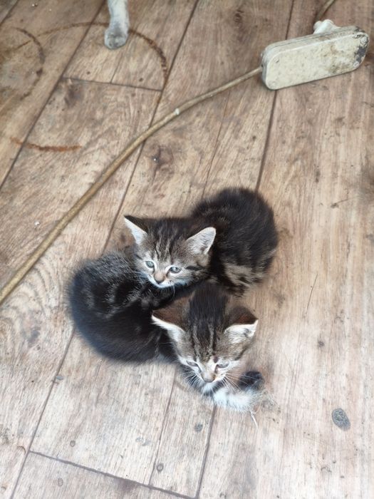 Котята крысоловы