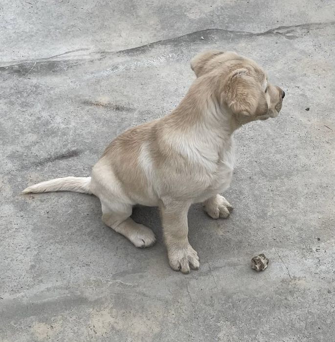 Щенок лабрадор-ретривер