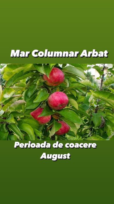Pomi fructiferi columnari si pitici anul 3 de vegetatie