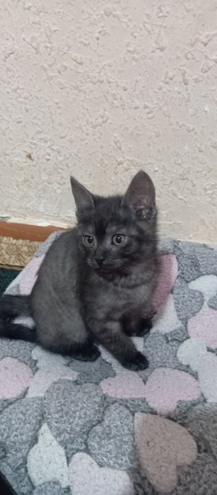 Мушукча сотилади