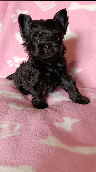 Мини йоркширски териер момчета