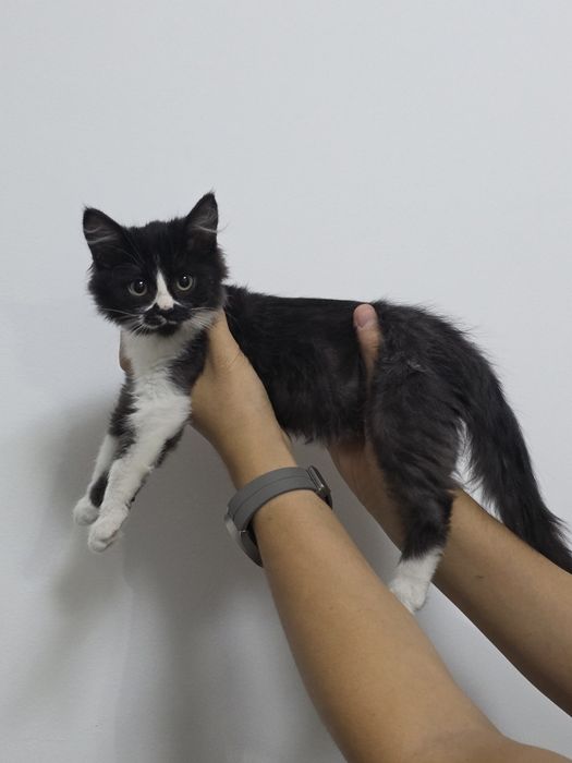 Котенок 2 месяца