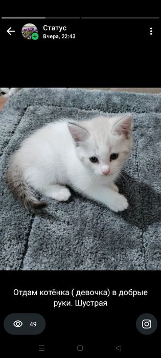 Отдам котенка в добрые руки
