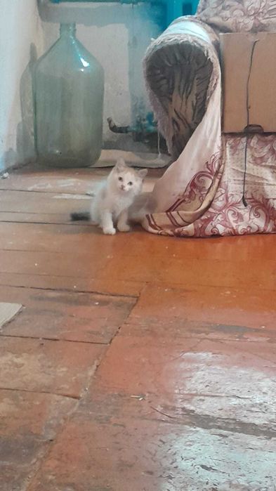 Отдам котят бесплатно
