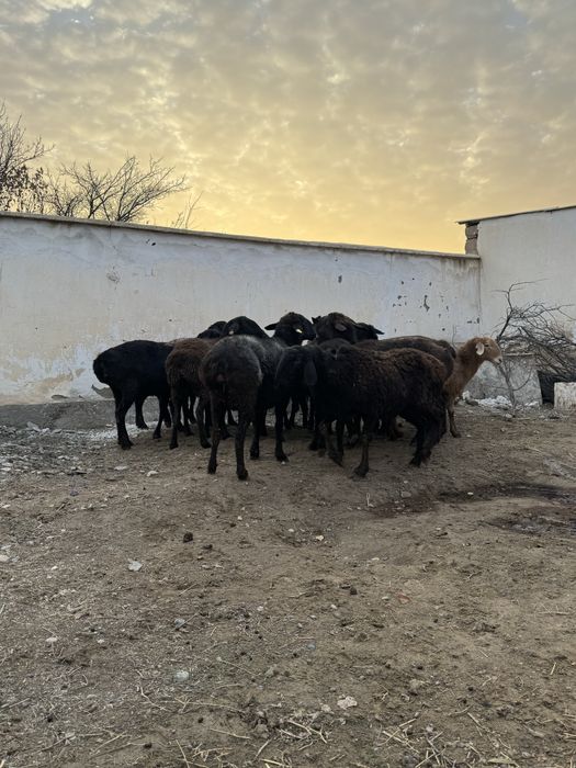 Қойлар сатылады. Сойыпта сатылады