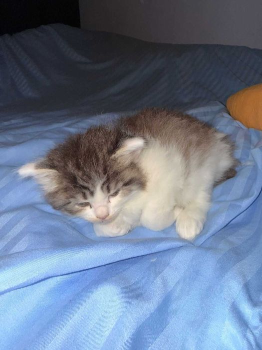 Кошки и домашние котята!!