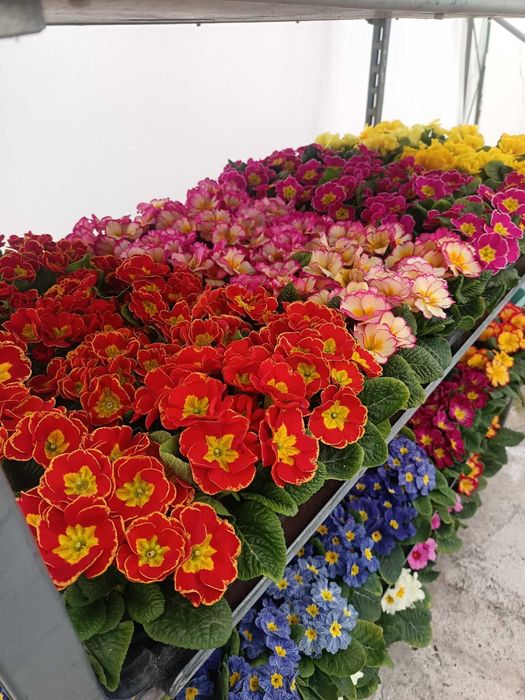 Цветя на Едро и Дребно