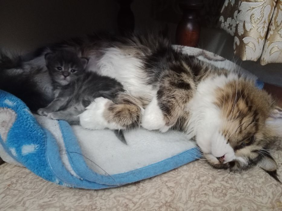 Резерв, девочка. Мейн-кун.