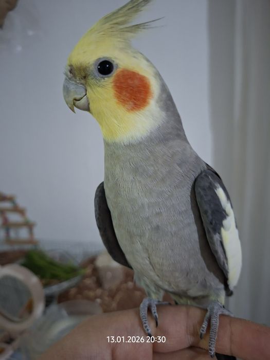 Попугай корелла самка и самец