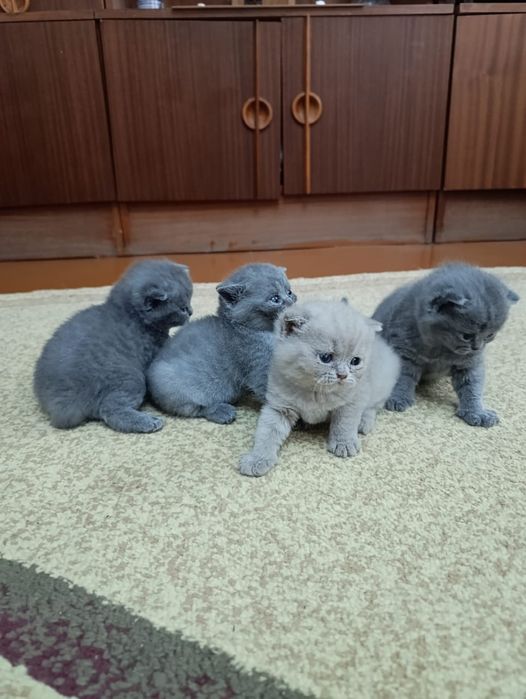 Британские котята