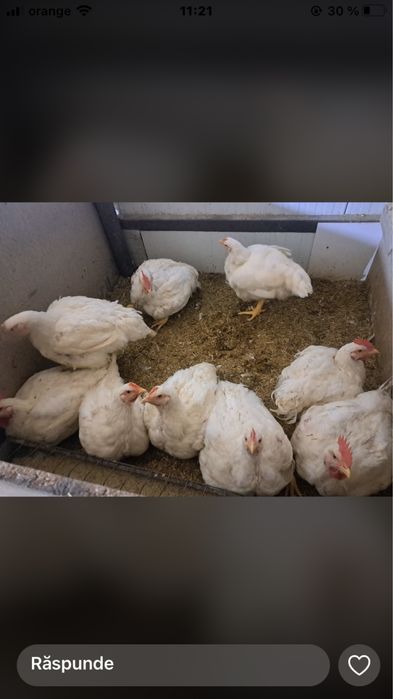 Pui de carne de vanzare