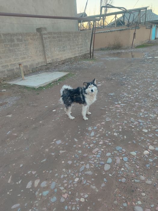 Кучук сотилади..