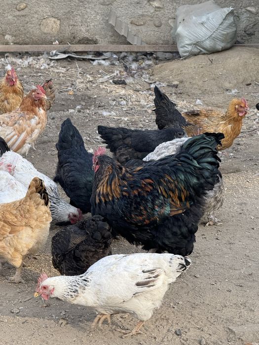 Траннилер камминг порно видео компиляция