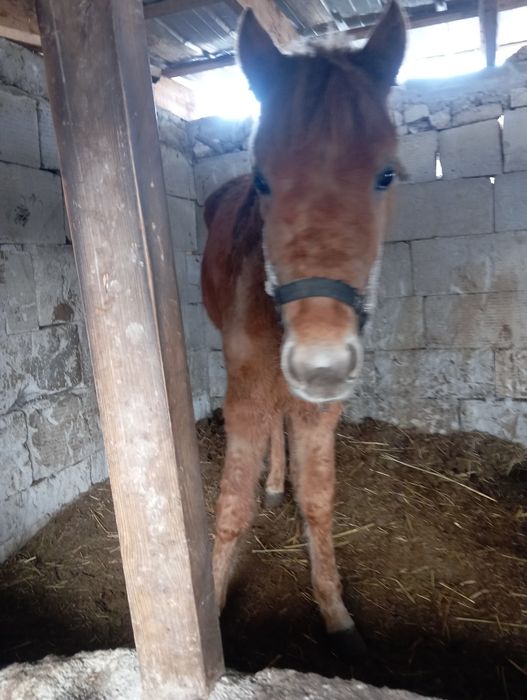 Продам жеребёнка