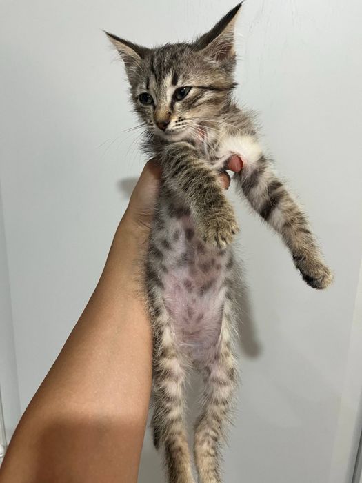 Котенок , мальчик , отдам в добрые руки !