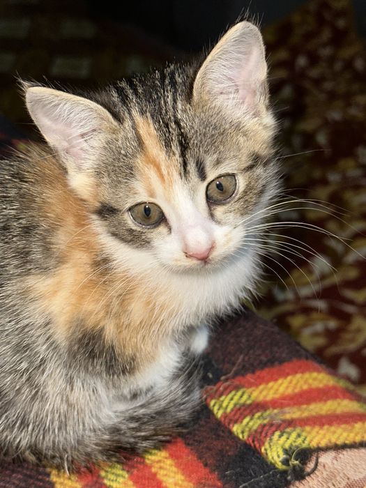 котята в хорошие руки