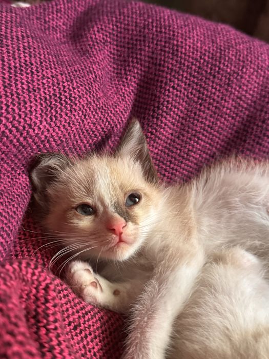 Котёнок в доьрые руки!
