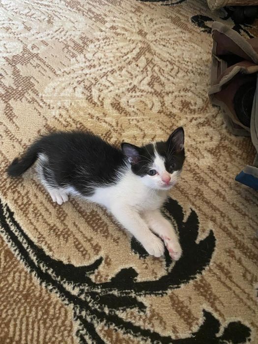 Котята от крысоловки