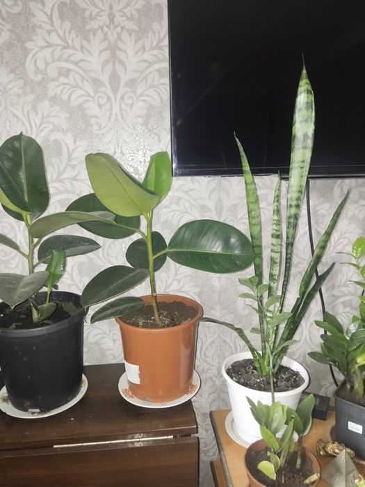 Продам цветы разные от 5000