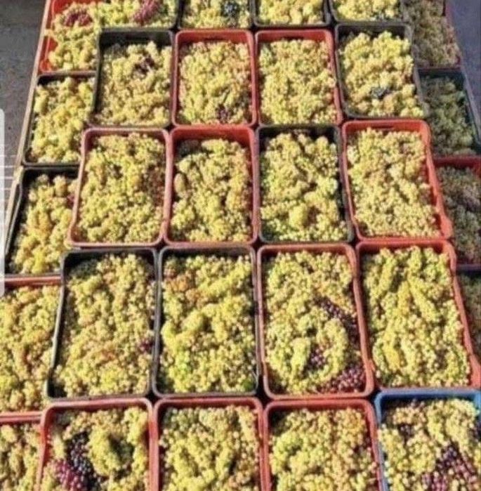 Struguri de vin productie 2026