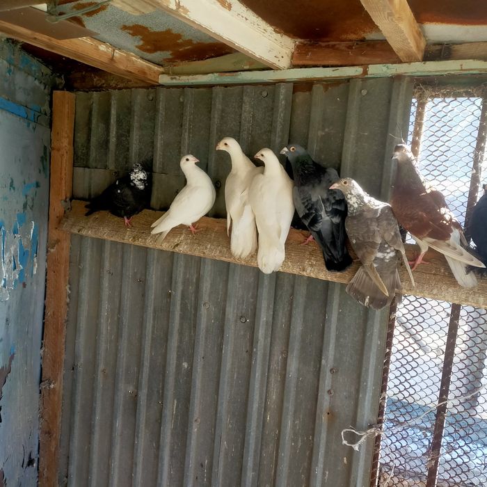 Продаются спортивные голуби