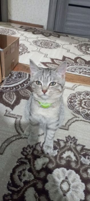 Отдам даром в теплые руки котенка мальчик