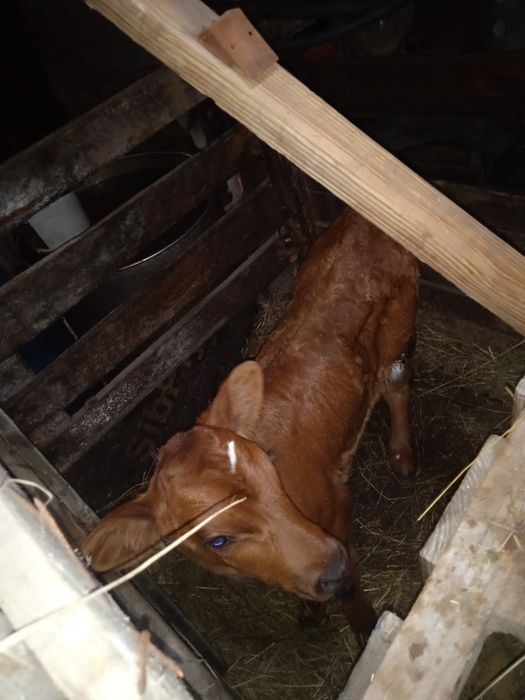 Срочно продам тёлочку 2недельную