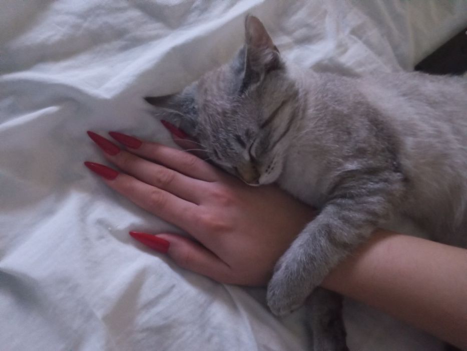 Котёнок на добрые руки