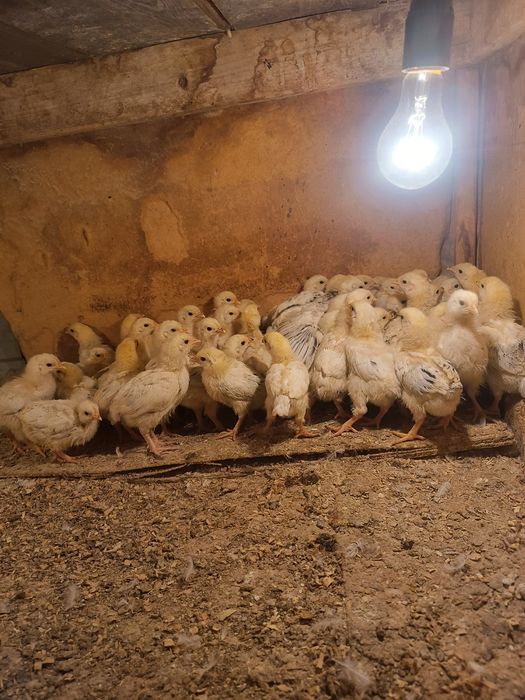 Шожектер сатылады Адлер