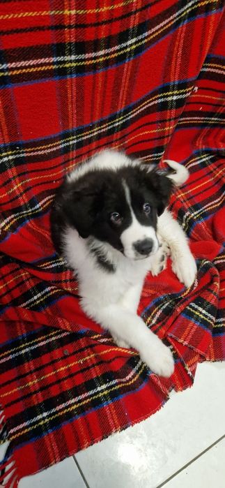 Ciobănesc de bucovina