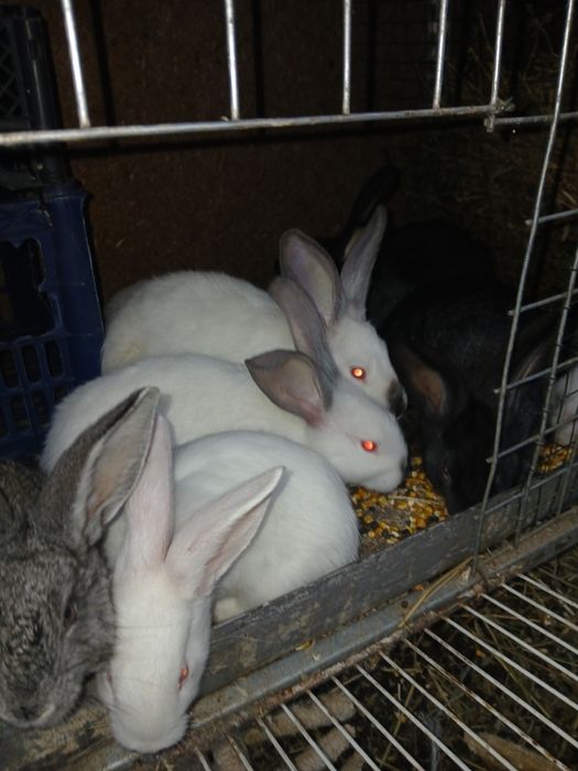 Продают кролика 2 мецис
