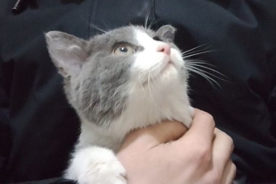 Котёнок подросток