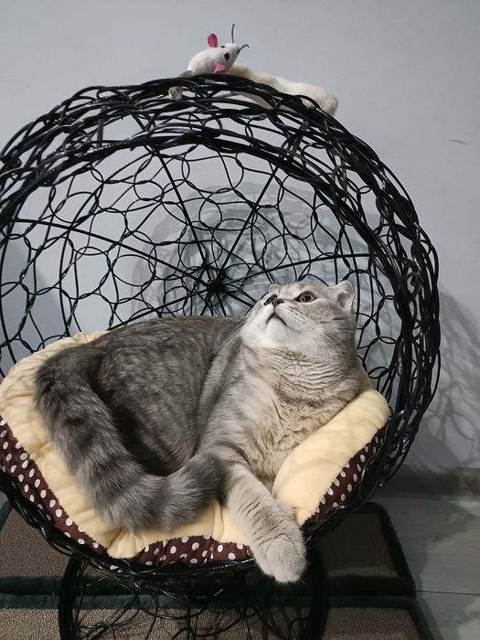 Кот шотладнский вислоухий