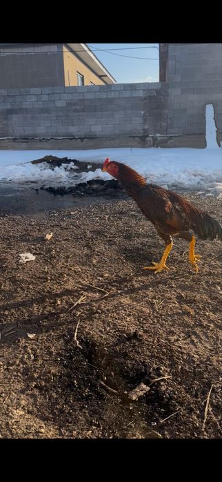 Дакан шөже сатылады