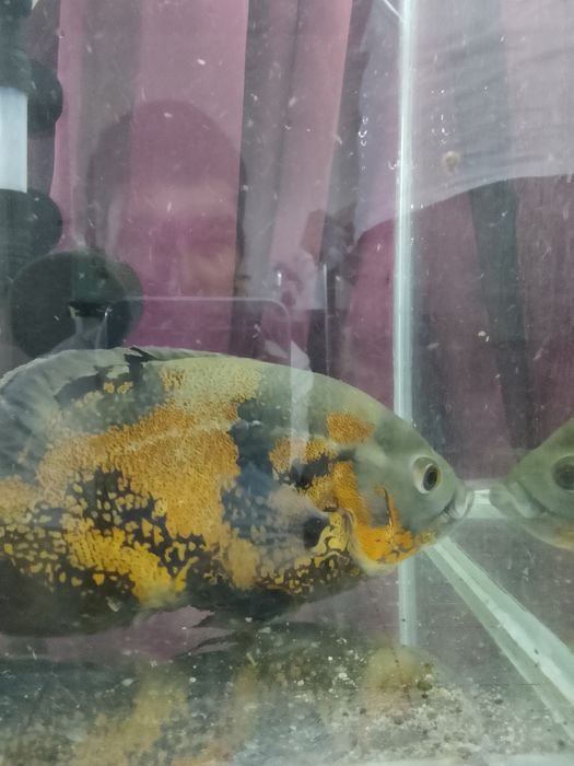 Продам рыбу остранатус