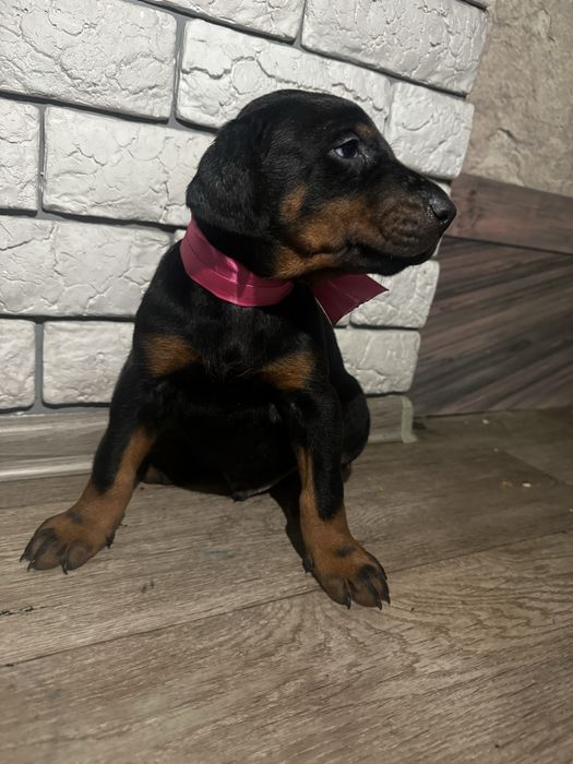 Срочно! Щенки доберма