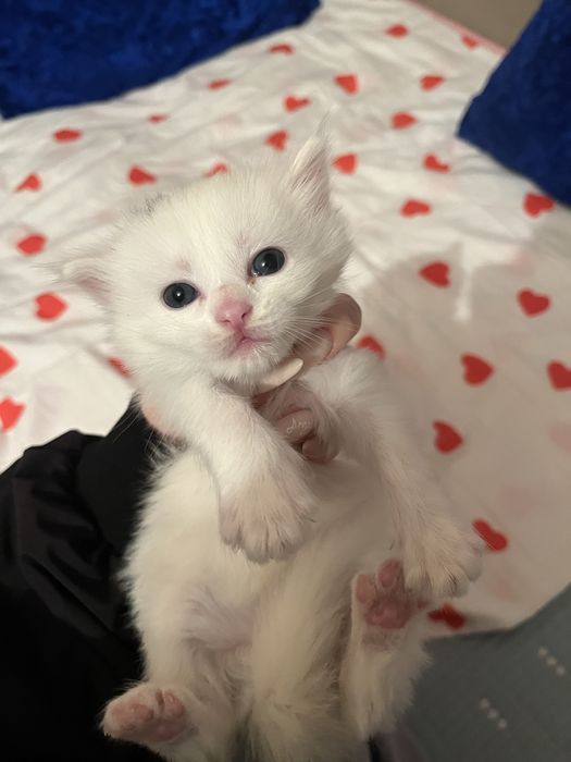 Котята в добрые руки!